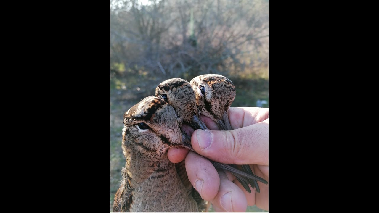 ΜΠΕΚΑΤΣΑ  BEST OF 2019 - Woodcock Hunting