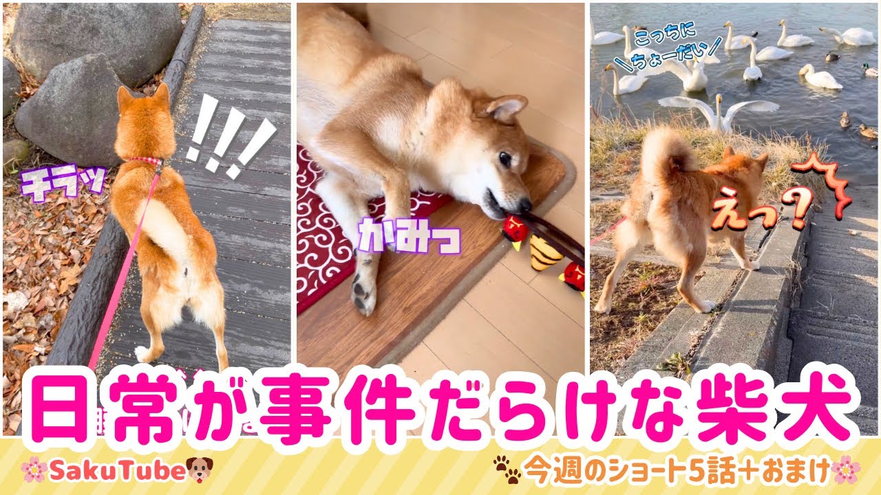 日常が事件だらけな柴犬サクラ🐾 今週のショート5話＋おまけ｜#柴犬 #柴犬サクラ #柴犬のいる暮らし #犬動画  #癒し動画 #柴犬あるある #一週間まとめ #shibainu #sakutube 