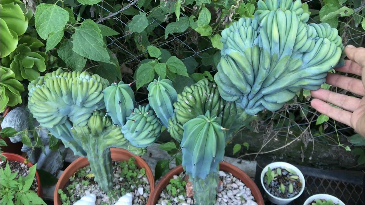 Cactus RAROS y PLANTAS MADRE de la COLECCIÓN
