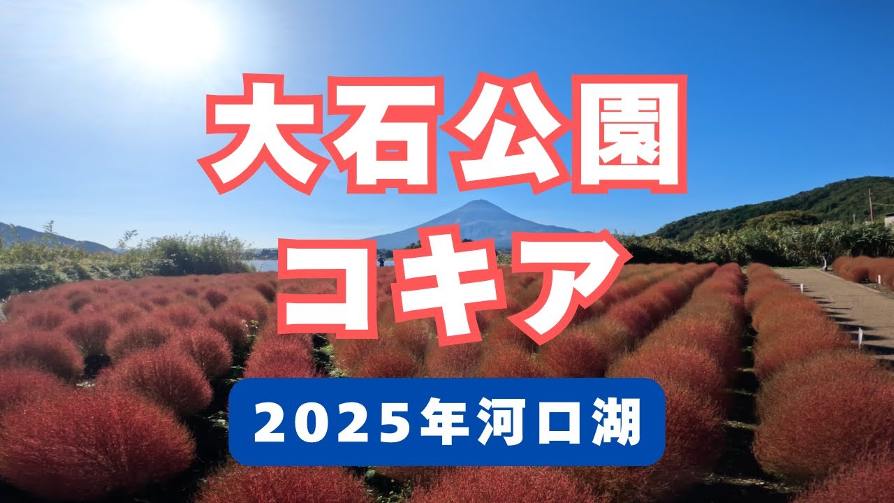 【河口湖】大石公園のコキアを撮影しました(2025年9月中旬〜10月中旬まで)