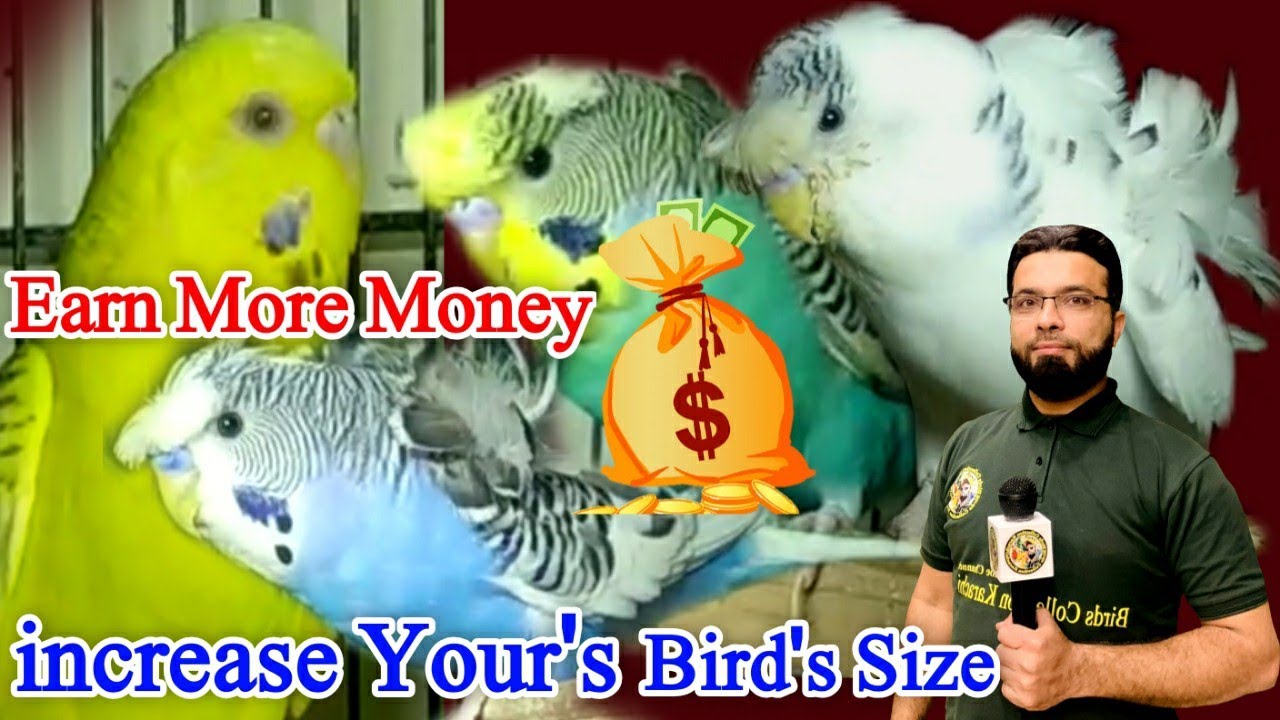 Visited Birds Setup Hogoromo, Pied Exibition, Fallow Budgies, Working On Budgies Mutation Size,
