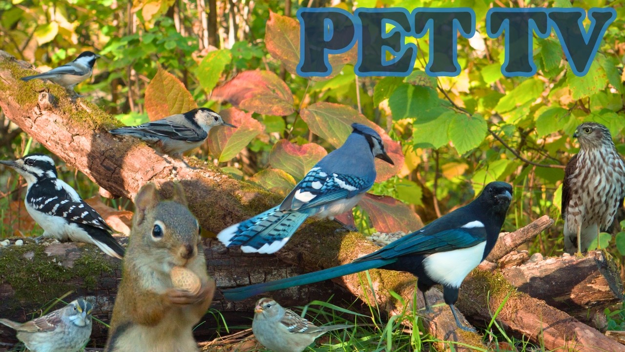 Cat TV - Unlimited Birds and Squirrels 🐿️ 8 Hours of Nature Fun for Cats, Dogs, and People