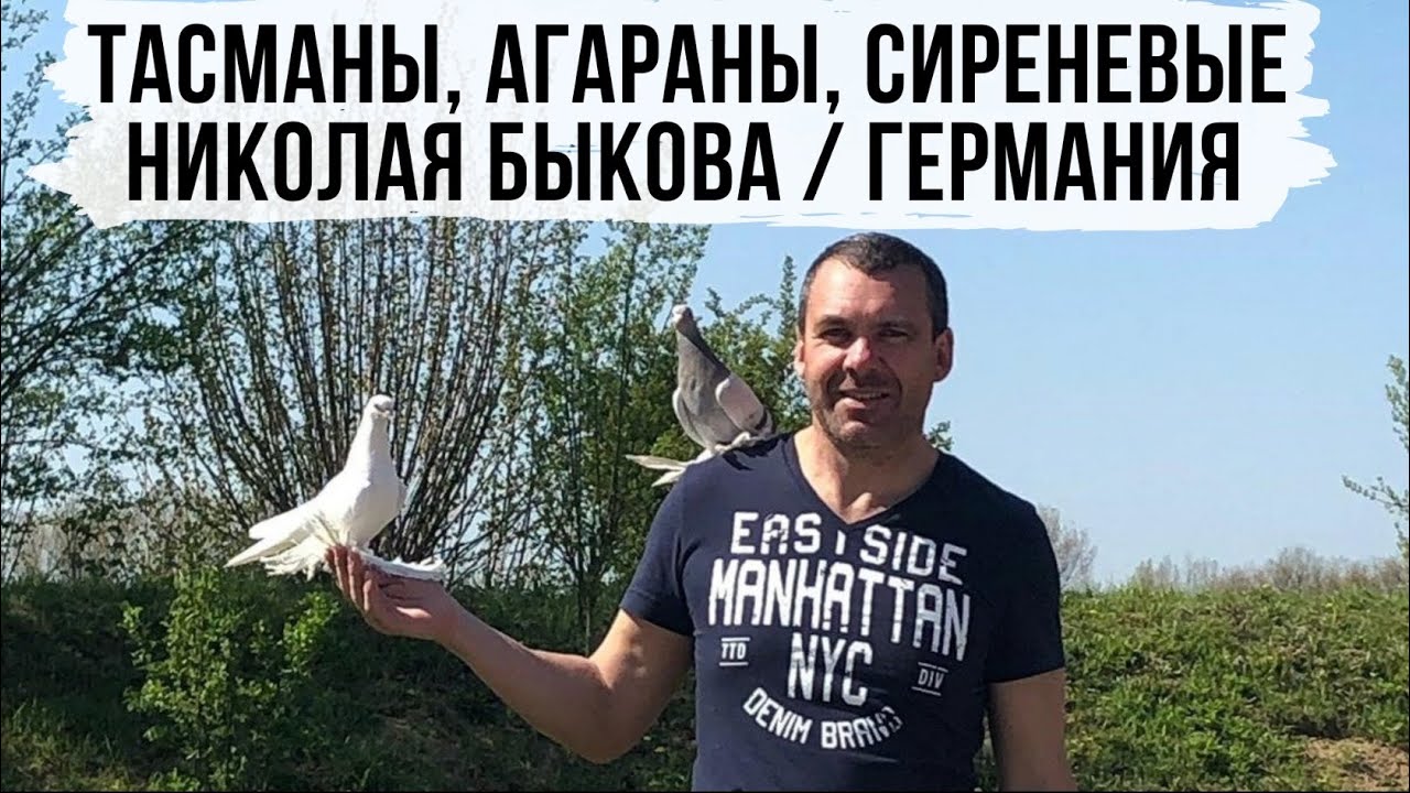 Среднеазиатские бойные голуби в Германии Николая Быкова. Tauben. Deutschland.