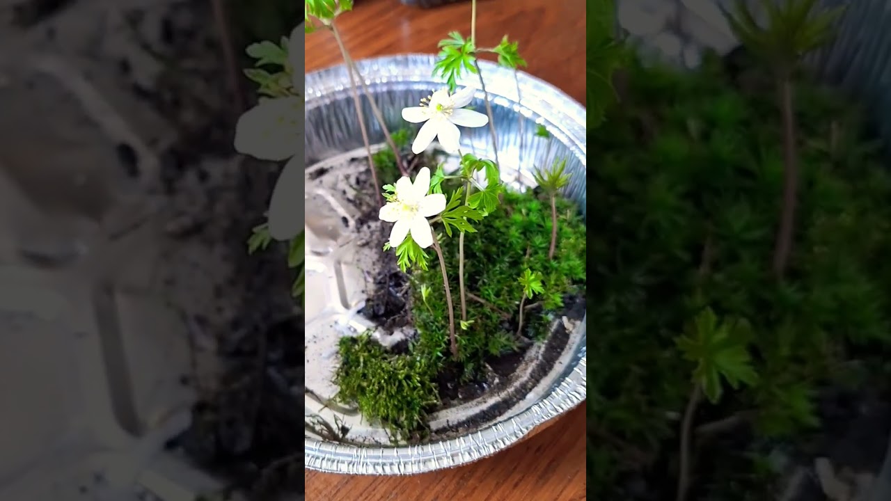 квіти виросли з моху) #shorts #music #nature