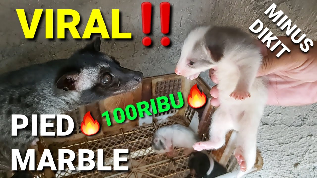 Musang Pied Marble Minus Dikit Cuma 100 Ribuan‼️ MORPH SULTAN NIH... 🔥