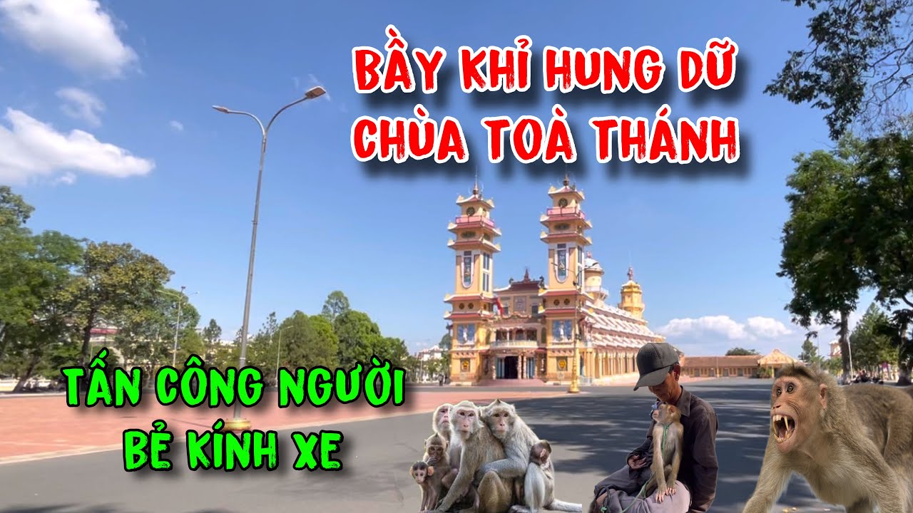 Cẩn thận bầy khỉ hung dữ Chùa Toà Thánh Tây Ninh tấn công người bẻ kính xe