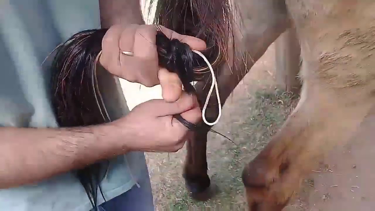 como fazer o no abacaxi em muares e equino passo a passo