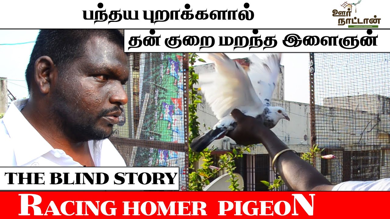 பந்தய புறா வளர்ப்பு முறை | பார்வை மங்கிய இளைஞனின் சாதனை  | Homer Pigeon Racer | Oor Nattan