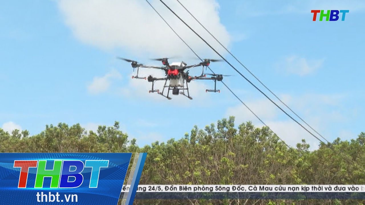 THBT - Thêm giải pháp  phòng trừ sâu đầu đen hại dừa