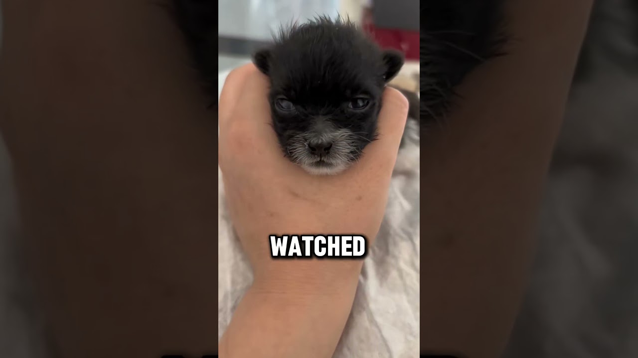 #touchingstory #story #heartwarming #pets #dog #shorts #animals