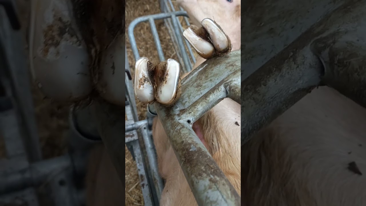 how to trim goat hooves #farming #whitegoat #hooftrimming #goat