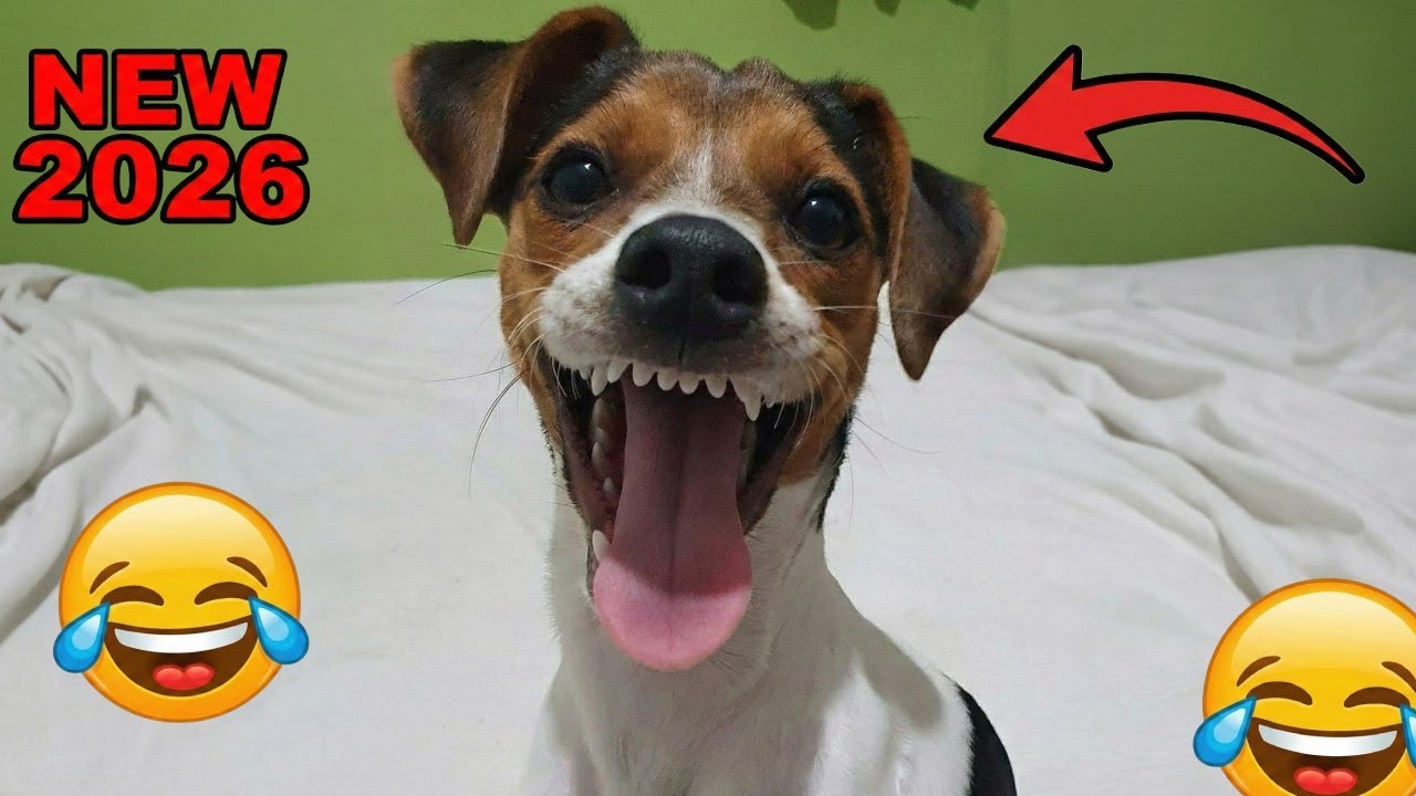 FUNNIEST Dogs | Best Dog Fails Compilation 2026