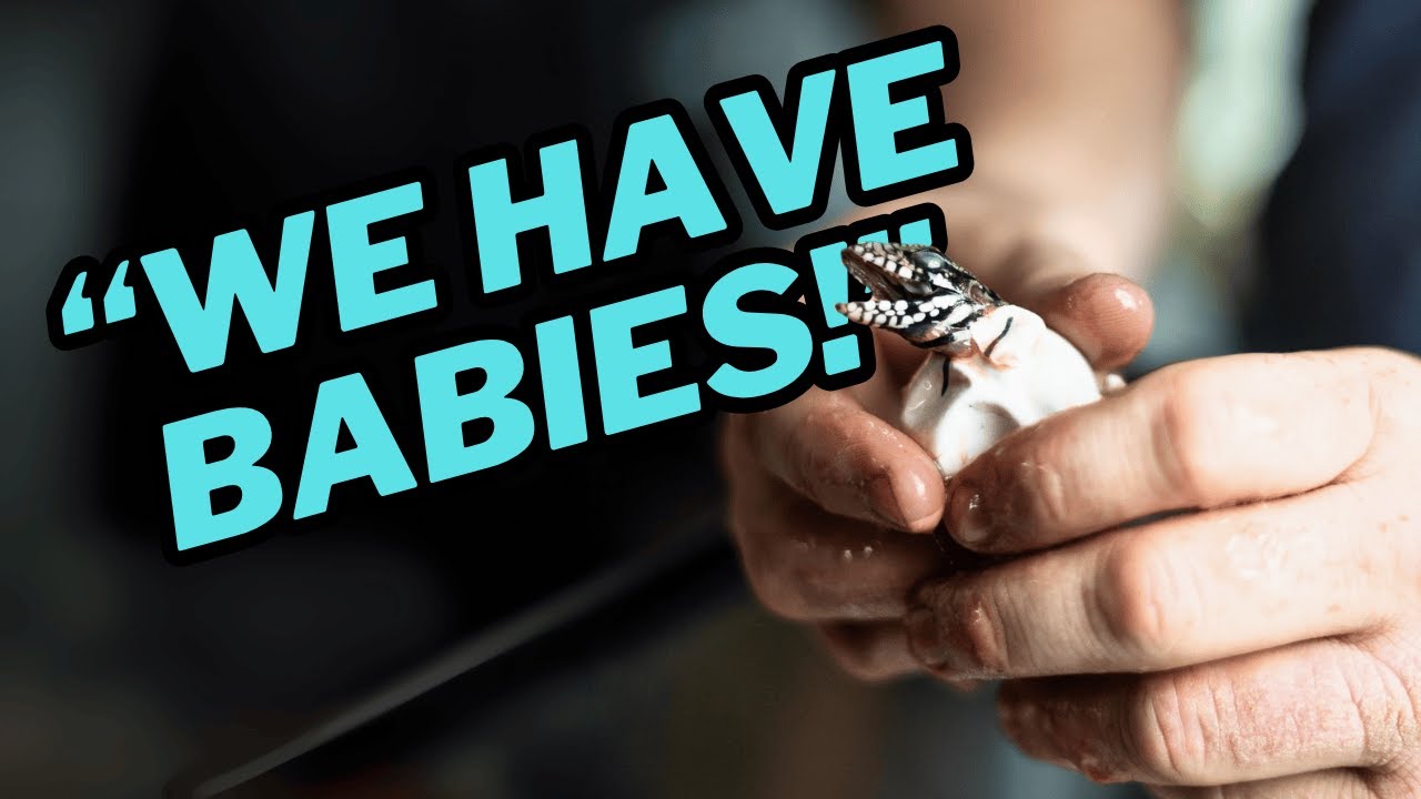Baby Blue Tegus are HATCHING!
