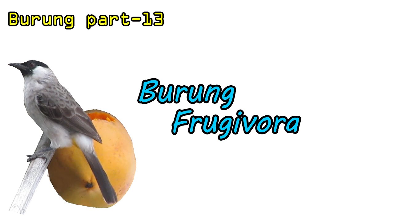 Mengenal burung frugivora (Part 13)