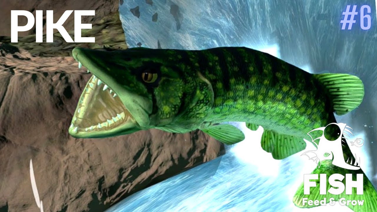 Feed And Grow Fish : Pike