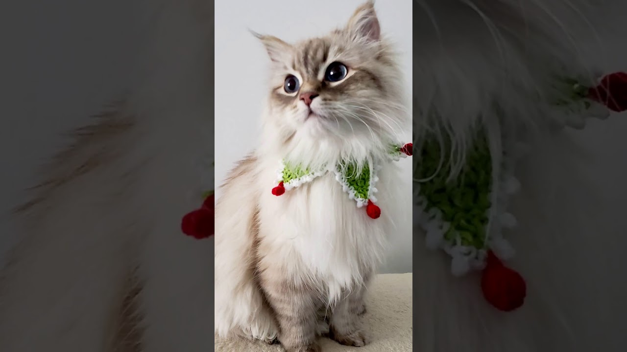 I gattini più belli di sempre 🥰😍(parte 2)
