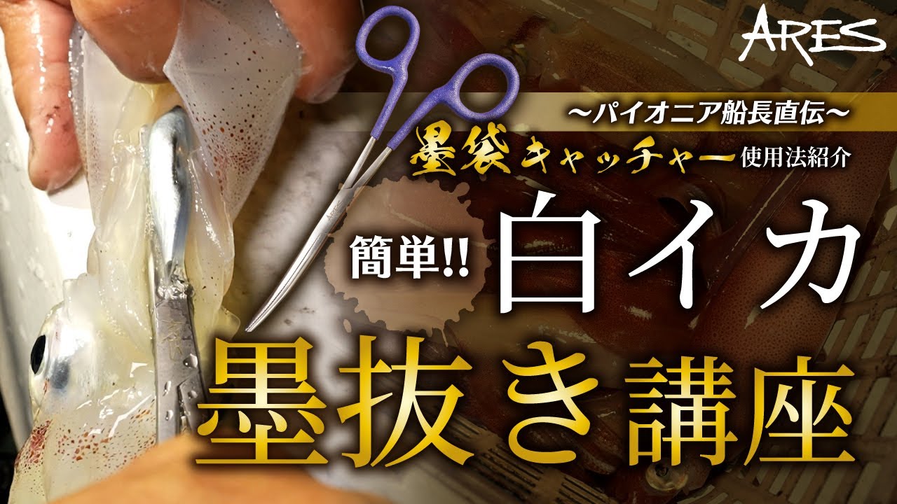 【大人気船長直伝!!】白イカの墨の抜き方｜ARES･墨袋キャッチャーで実演