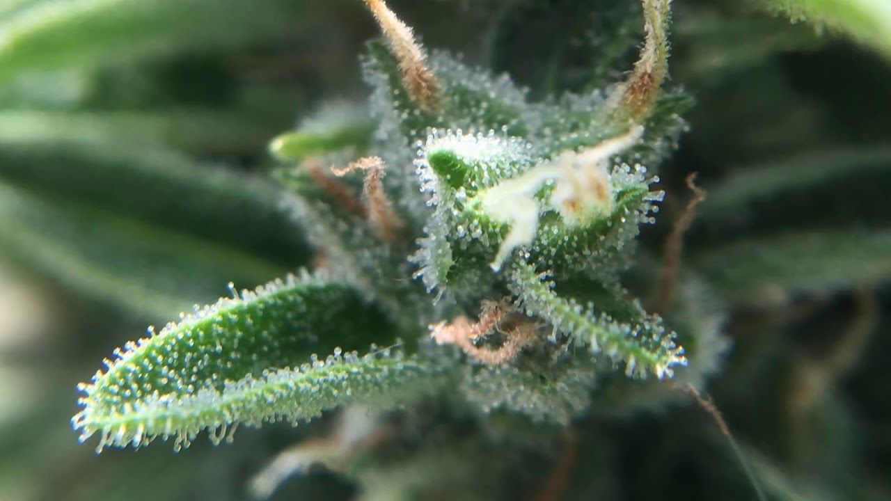 CPT   Magnifying Cannabis To Inspection Trichomes WMhposnRgRY
