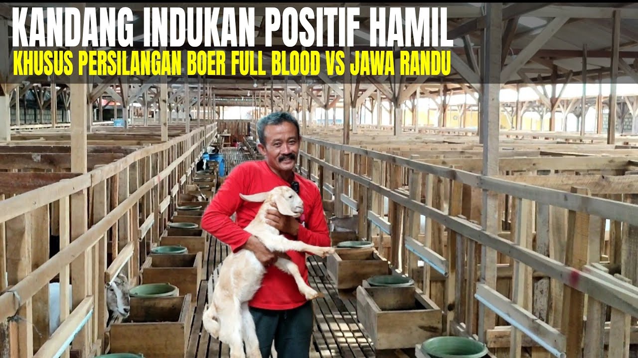 MERINDING.. 1 HARI, 1000 ANAK KAMBING LAHIR DI EB FARM (Apa jadinya?)