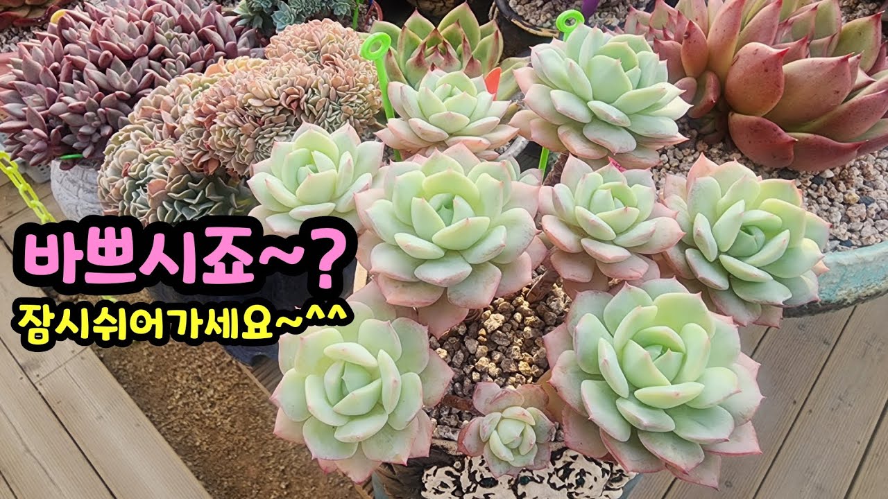 260216 연휴잘보내고계신가요?잠시쉬시며힐링하세요~^^