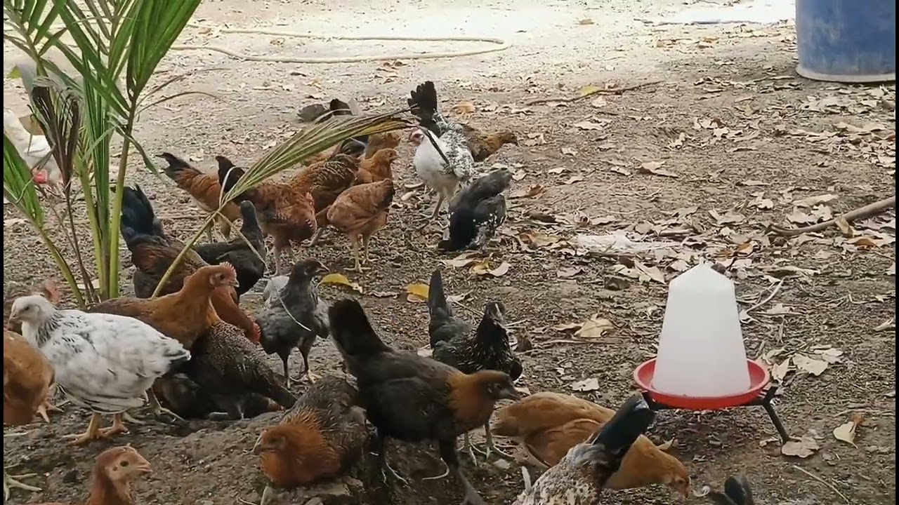 गावरान कोंबडी 🐓 | #viral #gavrankombadi #poultryfarming 