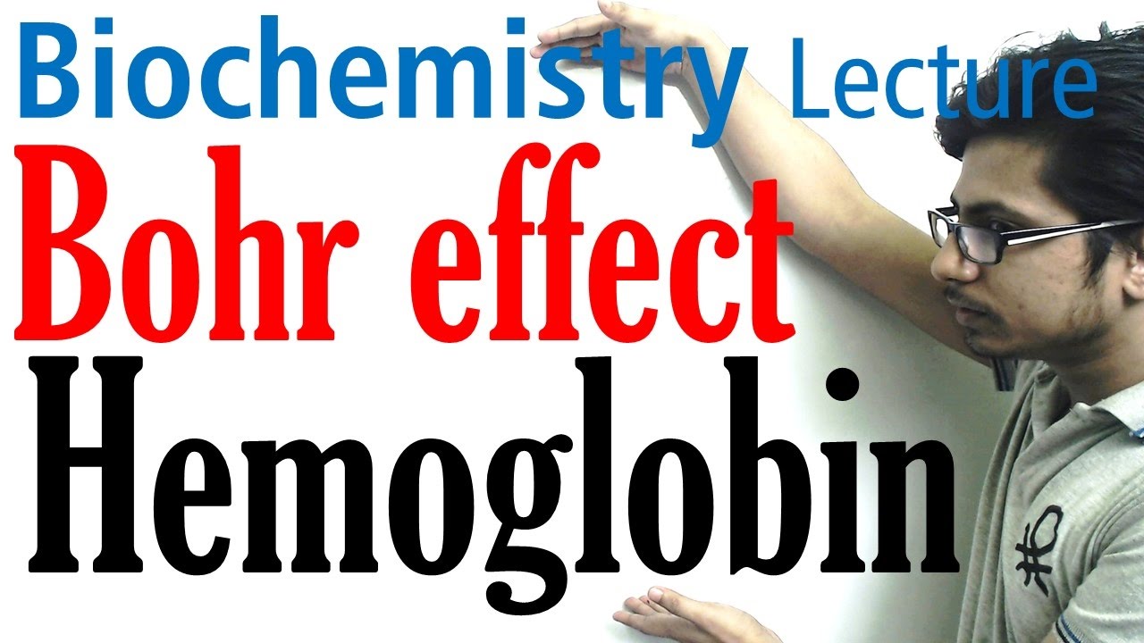 The bohr effect and hemoglobin