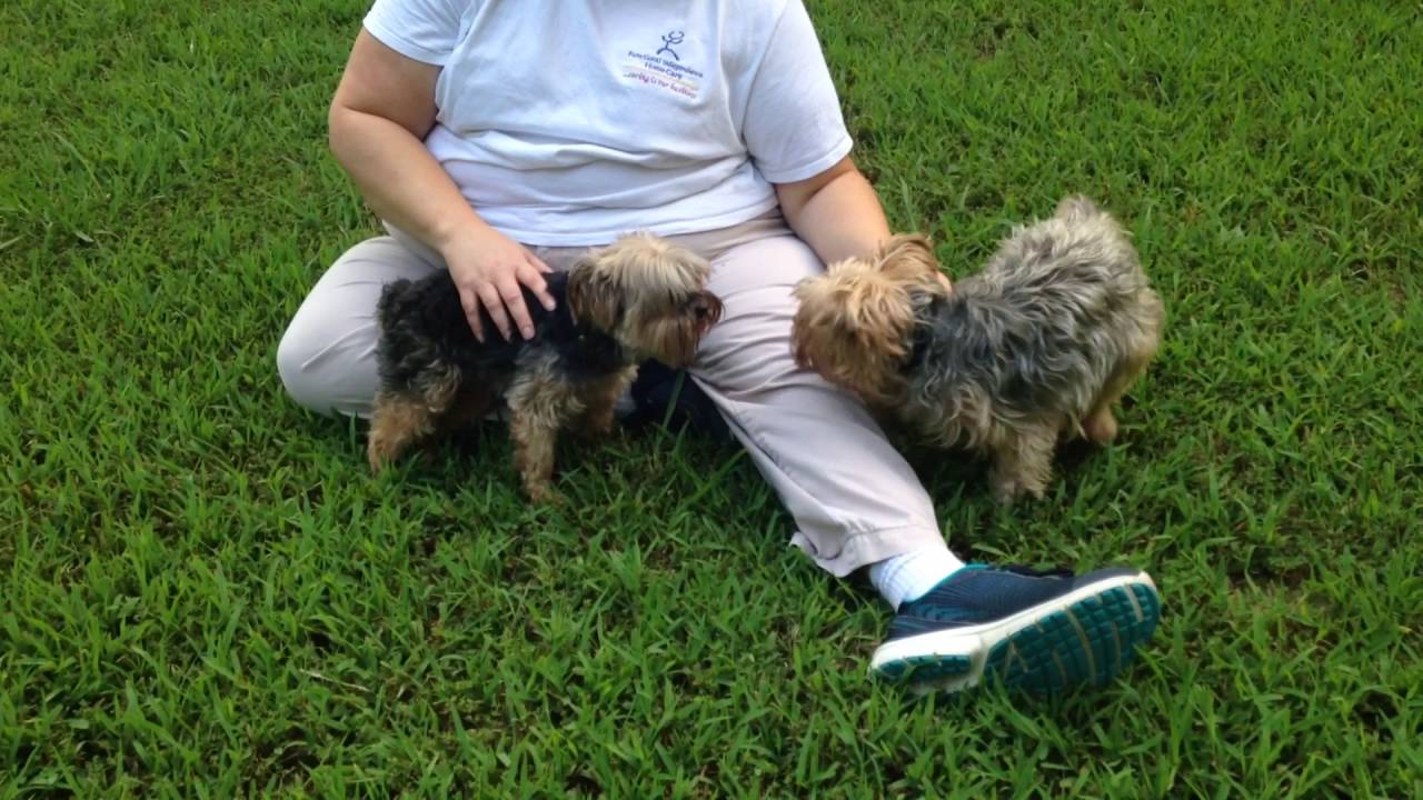 Yorkshire Terrier seizure