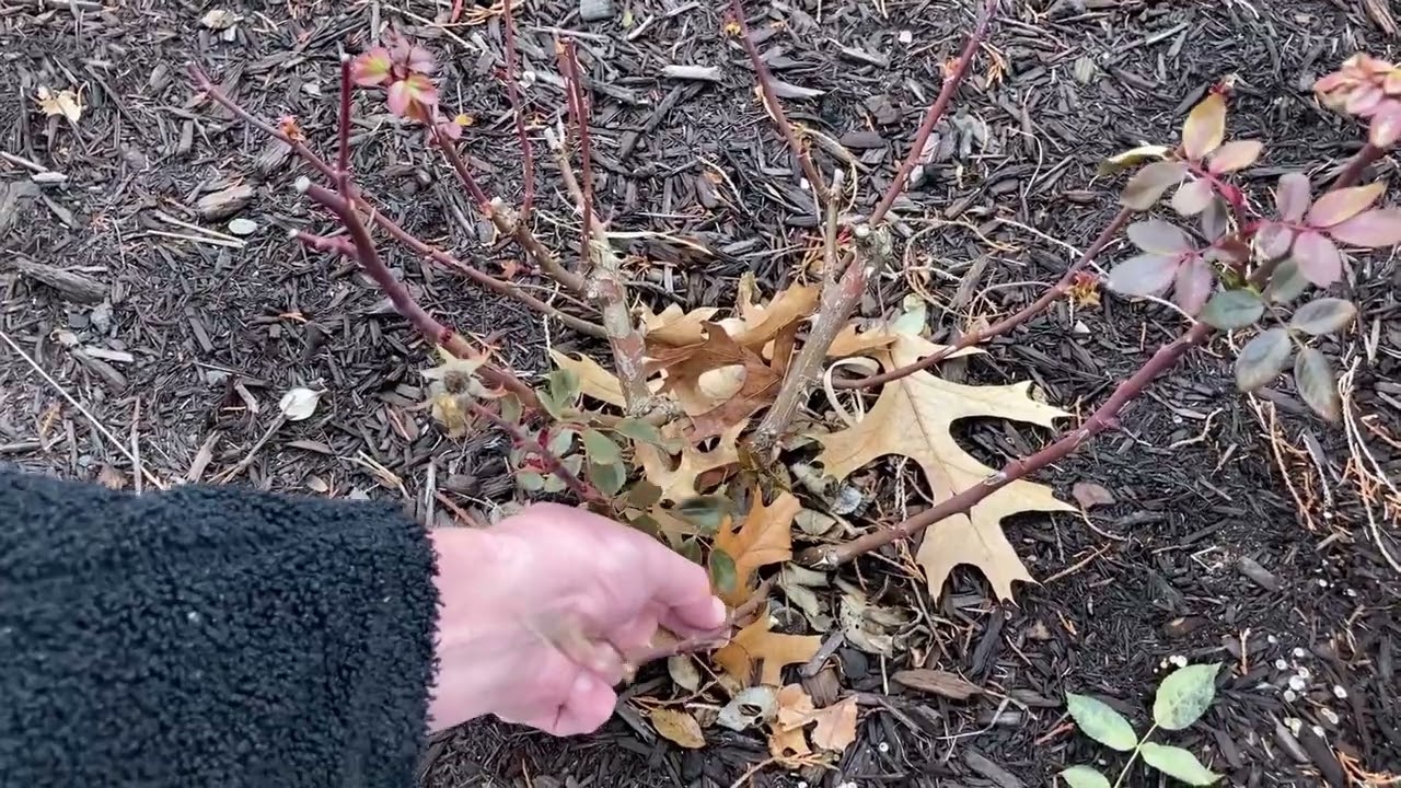 2023 01 07 Video Tips Removing Buds