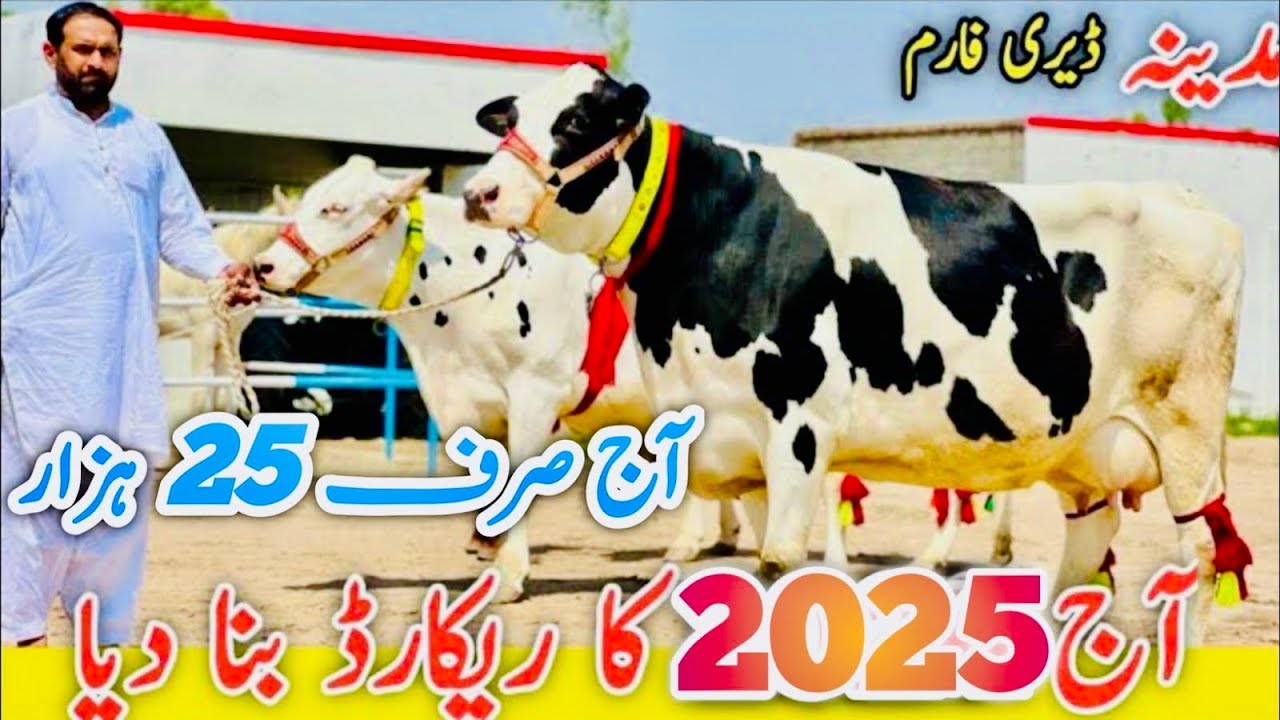 Madina Dairy Farm | Top class Cows in 2025 | Best cows and Australian Heifers 