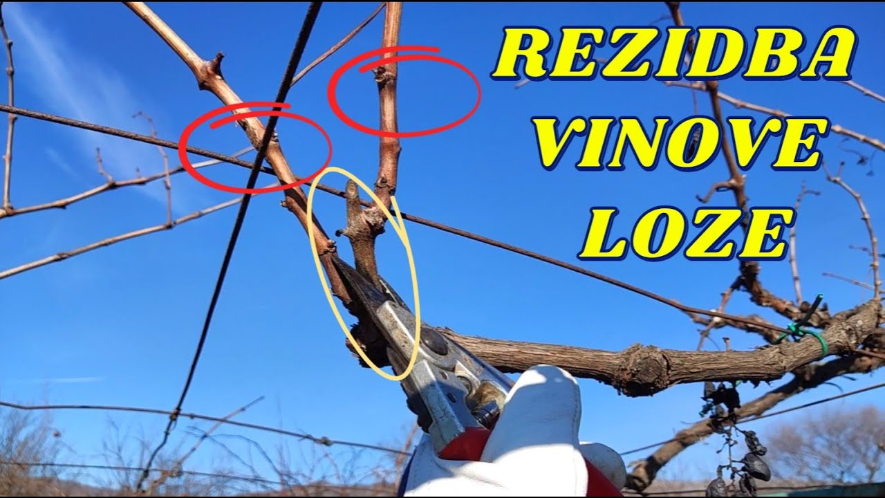 Rezidba vinove loze na pergoli - Video za početnike