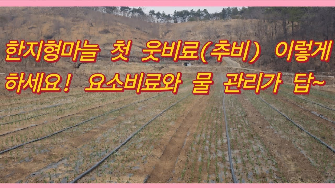 마늘 첫 웃비료(추비) 이렇게 하세요! 요소비료와 물 관리가 답입니다.(농사의신)