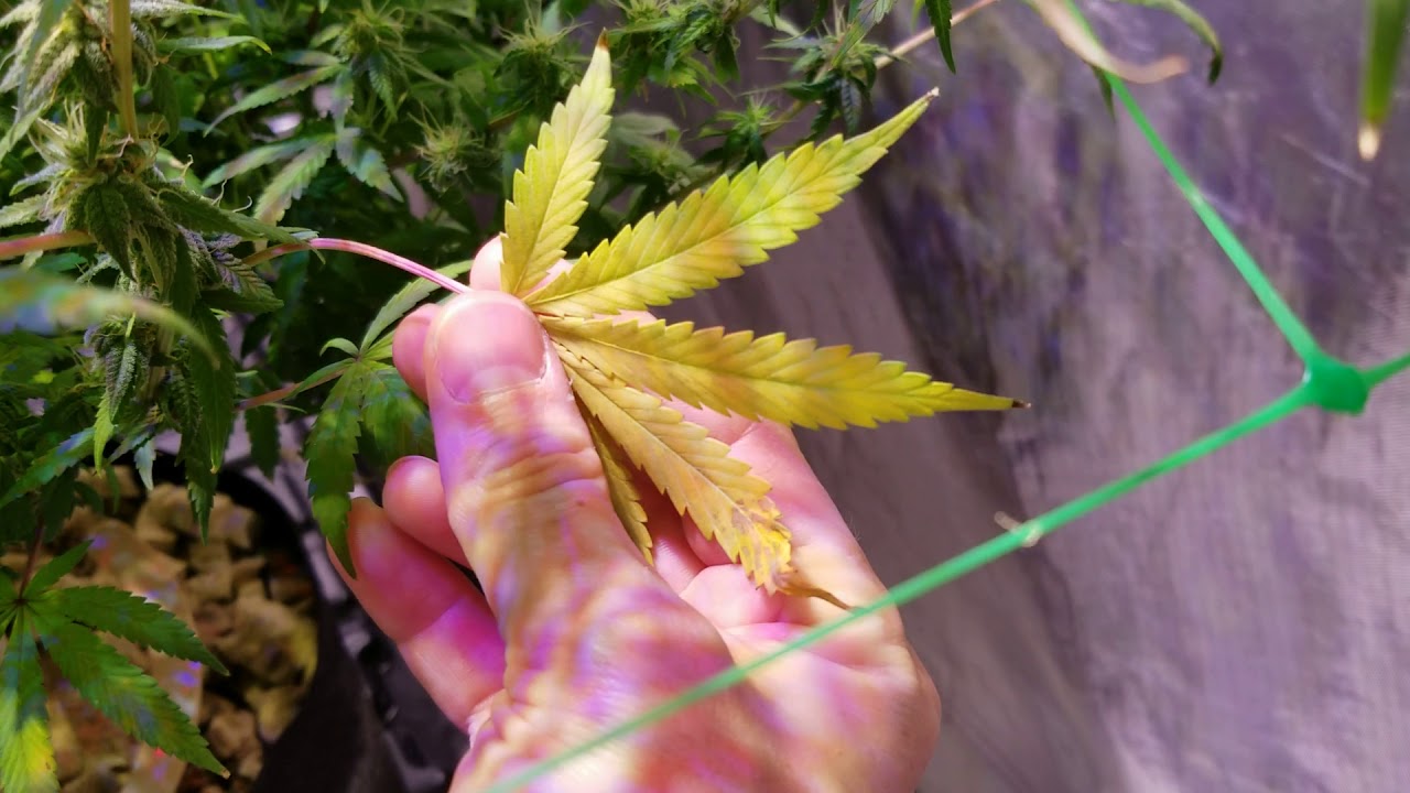 MEDICAL CANNABIS GROW LOG DAY 35 OF FLOWER UNDER TRUESUN6 5X5 GIGABUD, BLUE DREAM, JACK HERER HYDRO