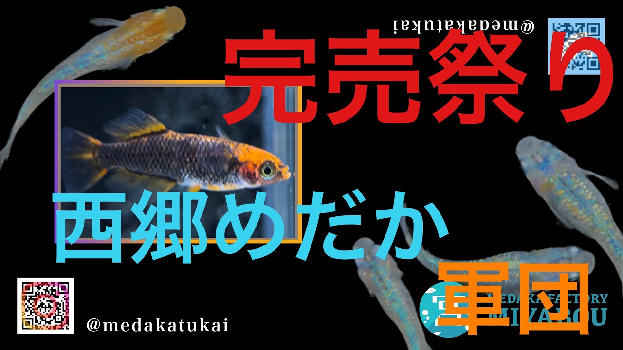 【イベント】めだかBLACKFRIDAYに突撃！最終編〜○五藤めだか○えーやんめだか、すずむらあすか○西郷めだか