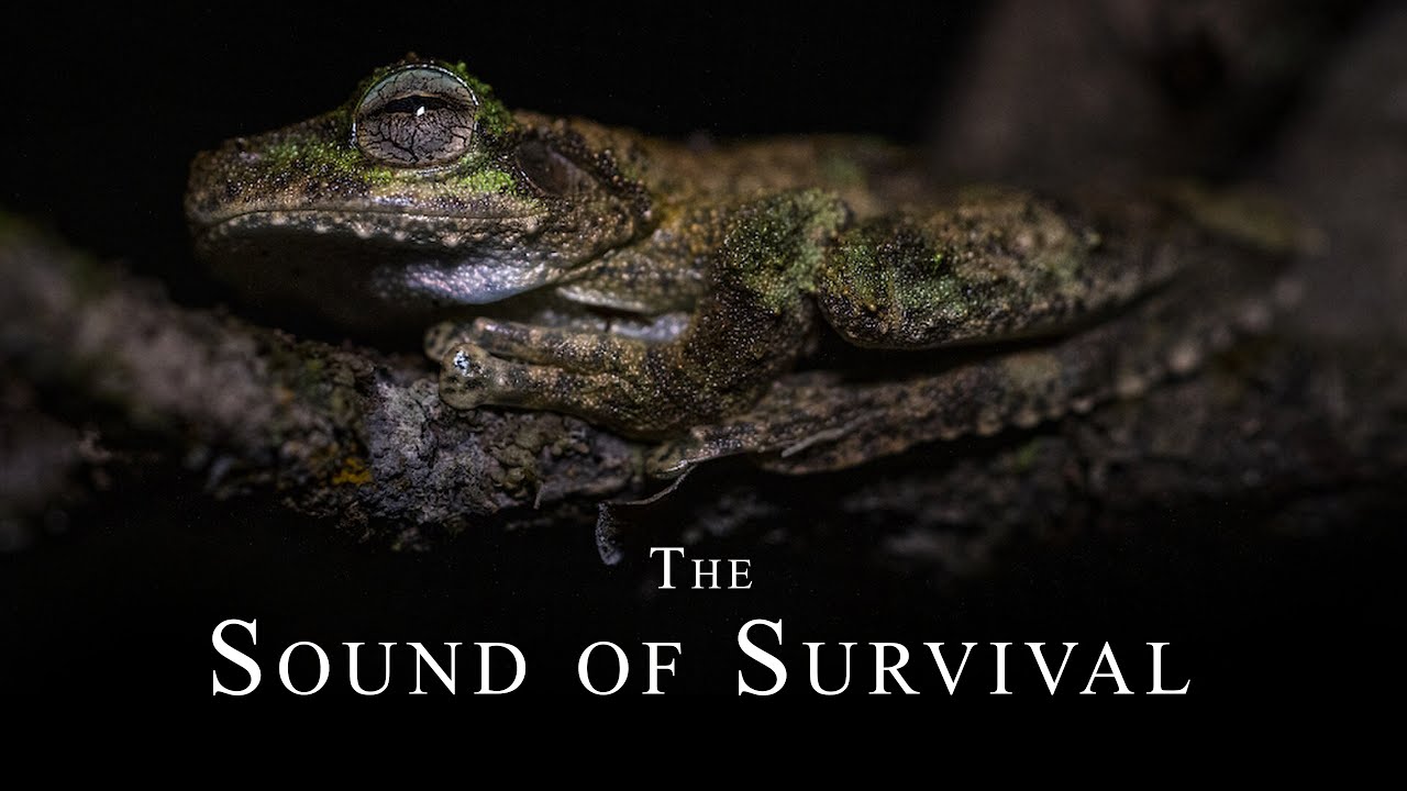 The Sound of Survival