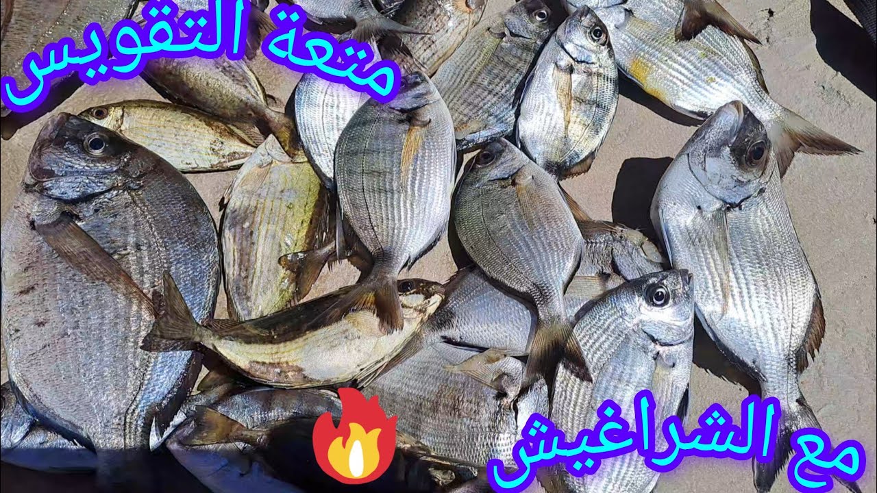 طريقة الصيد في حاجز الدخيلة ومتعة التقويس مع الشراغيش والحصيلة ضرب🔥 نار علي المباشر #هاوي_صيد