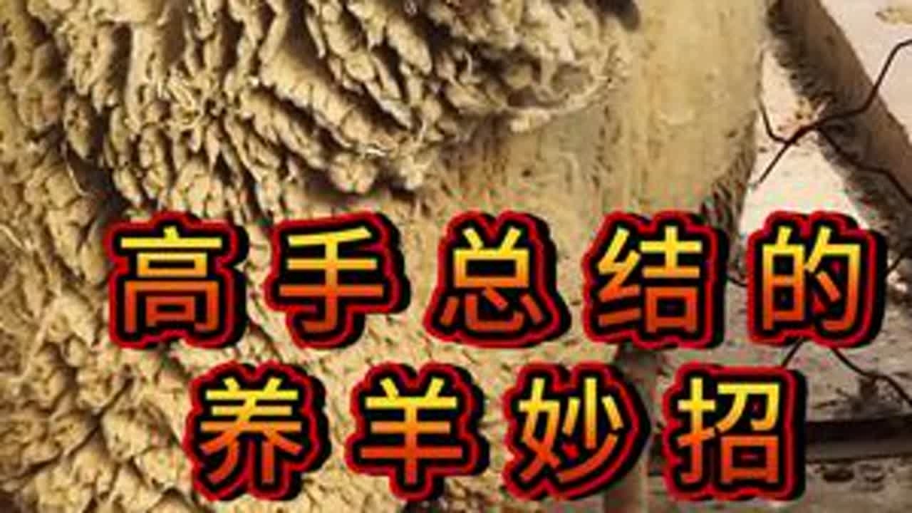 养羊高手总结的养羊小妙招，错过后悔一整年 #养羊人#养羊技术#养羊经验#养殖技术