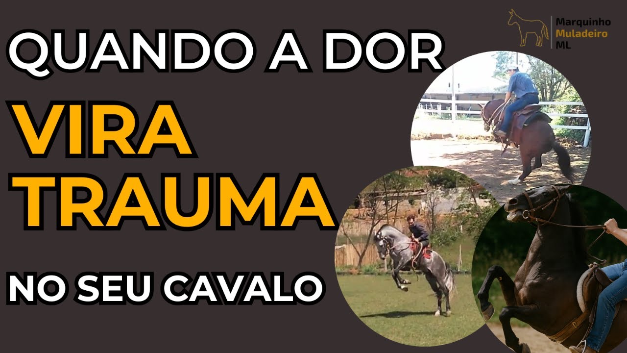 Quando a dor vira trauma no seu cavalo e seu ele para de obedecer