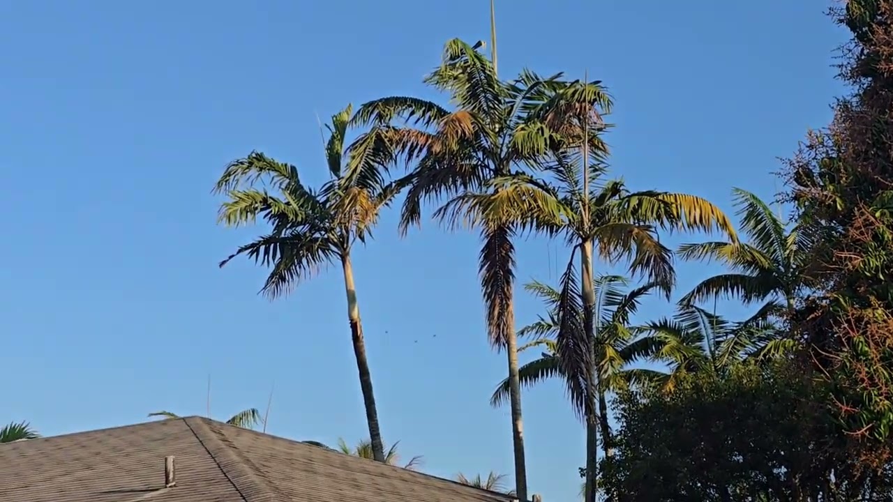 Captura #10 DEL FLACHA # 19 DE LA TEMPORADA PALOMA CENISA SIN ANILLOS 🔥🔥🔥