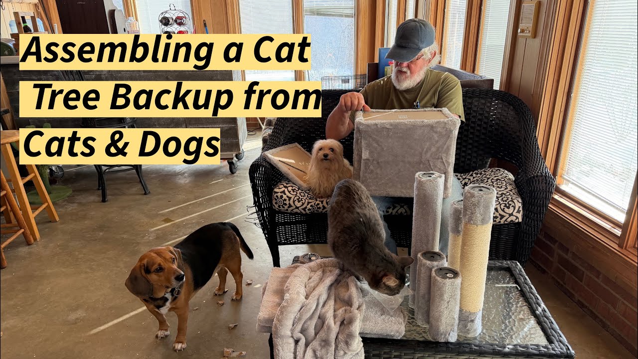 🐶Как собрать кошачий домик с помощью милых кошек и собак (мальтийской болонки, бигля и джек-рассе...