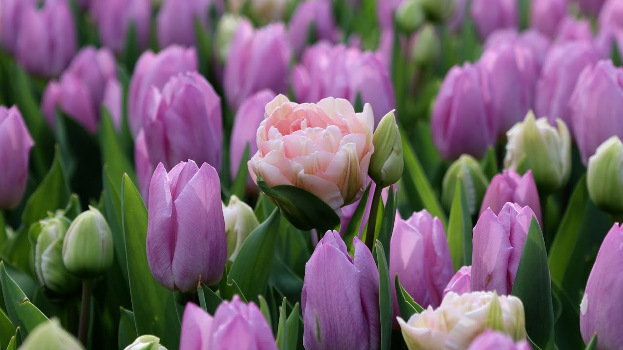 Keukenhof 2024 - Another sunny day, Visit the garden at the end of March - 4K