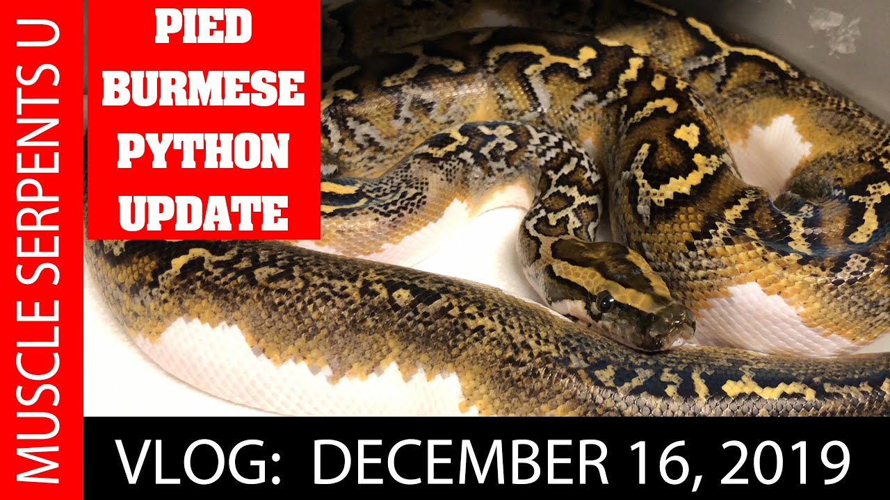 PIED BURMESE PYTHON UPDATE! December 16, 2019