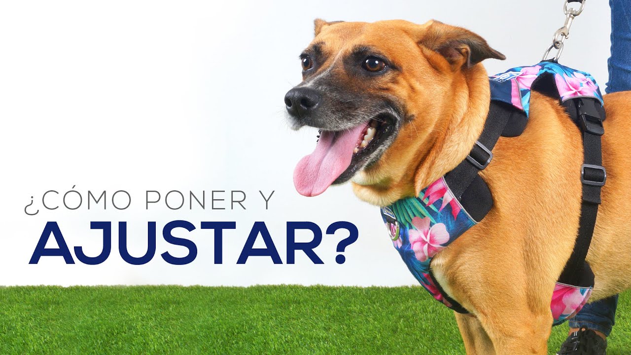 ¿Cómo poner y ajustar las Pecheras Walky?