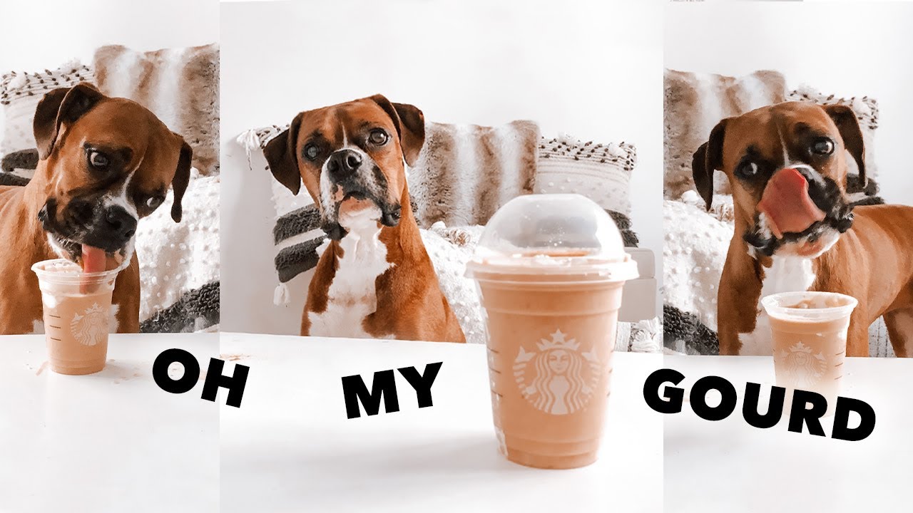Making My Dog A Starbucks Pumpkin Spice Puppuccino ☕️🍂✨