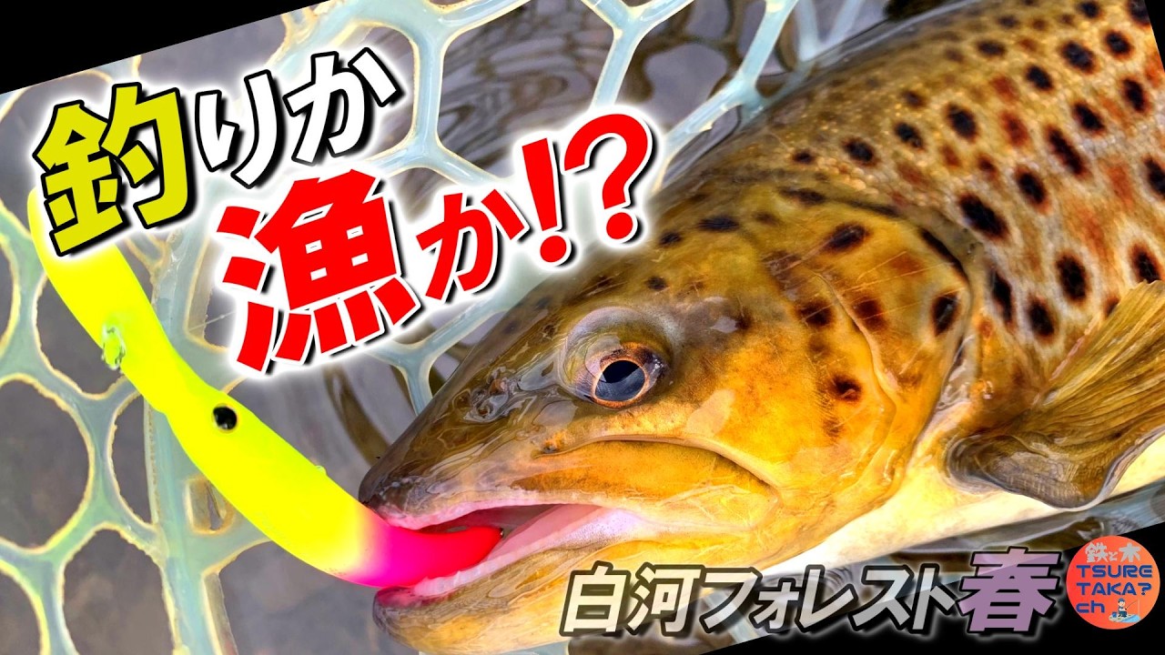 【エリアトラウト】釣りか…それとも漁か？春の白河フォレスト