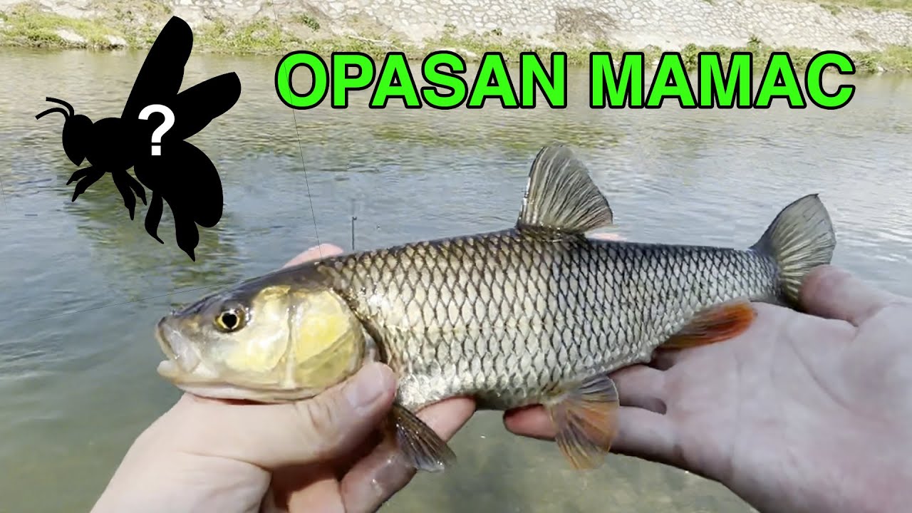 MILION UDARACA NA POVRŠINI! Varaličarenje KLENA na Crnom Timoku S2E2