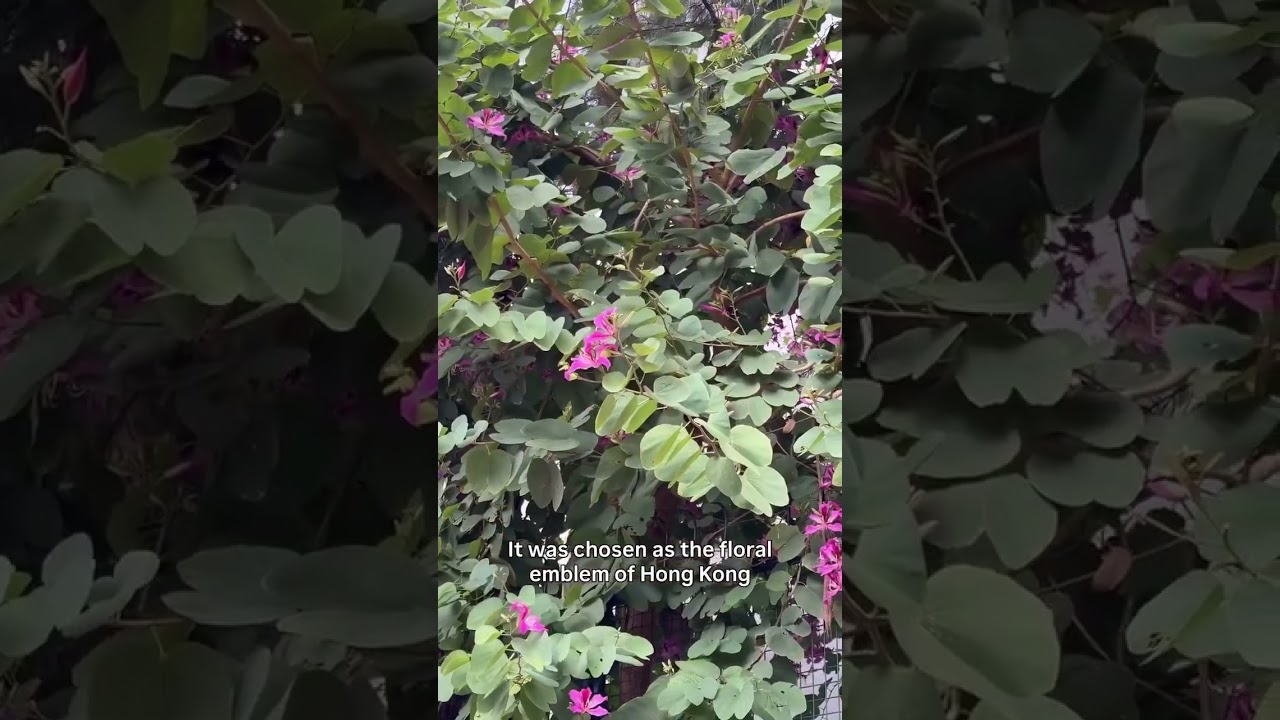 Discover the Hong Kong Orchid Tree