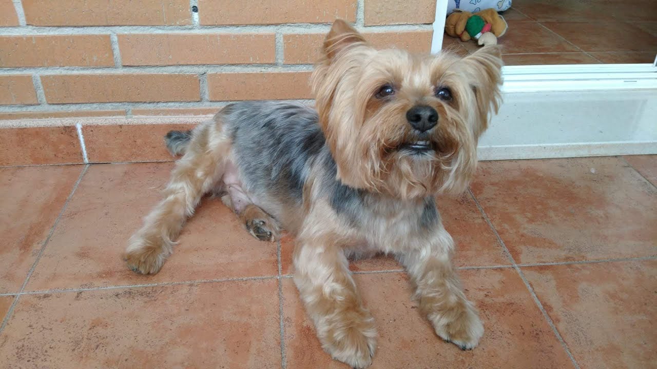 Corte de pelo yorkshire (Rayo)