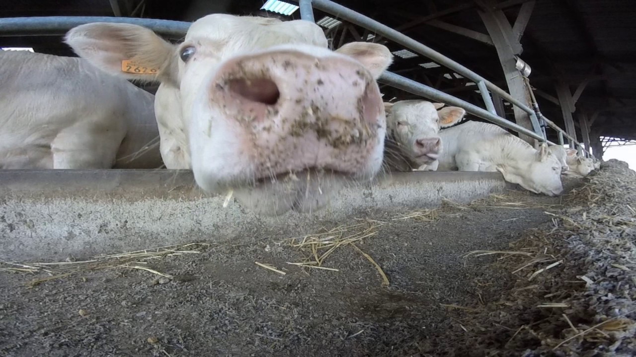 Deux Semaine a L'EARL CARTON - Gopro
