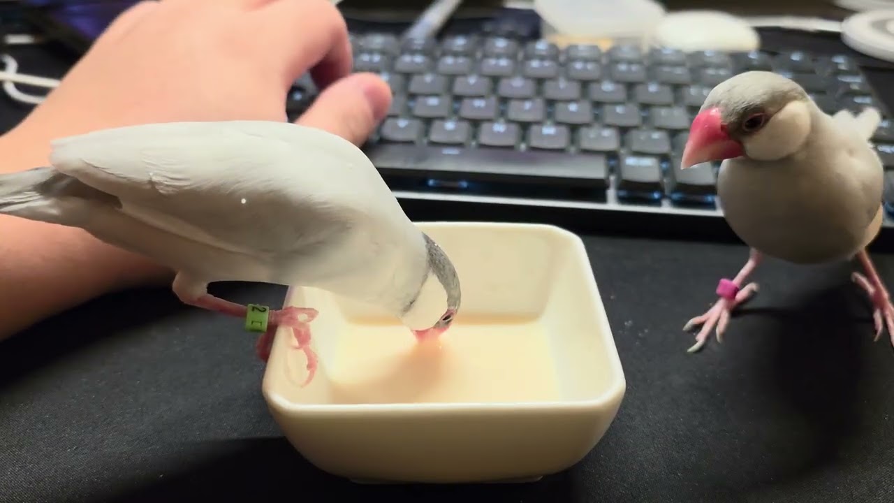 Java finches sippy sips soy milk