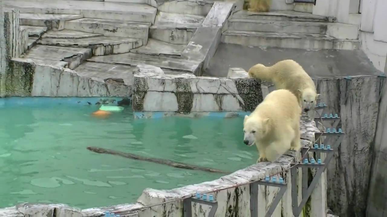 キロルを追いかけるイコロ